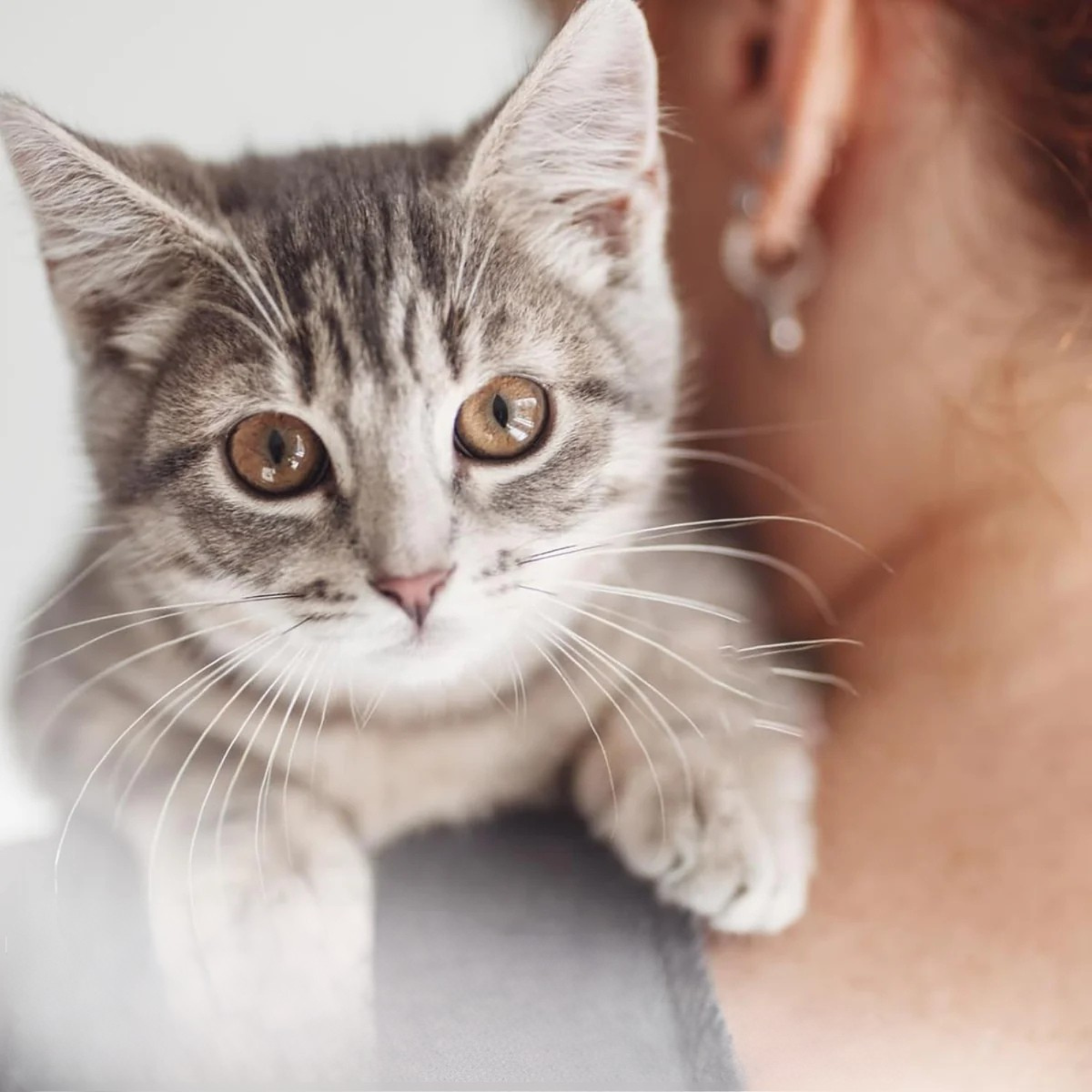 Reflective AirTag Cat Collar